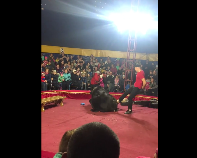 Медведь напал на дрессировщика во время выступления в Карелии. Фото скриншот vk.com/videos138472612