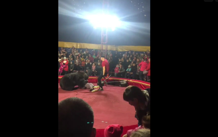 Медведь напал на дрессировщика во время выступления в Карелии. Фото скриншот vk.com/videos138472612
