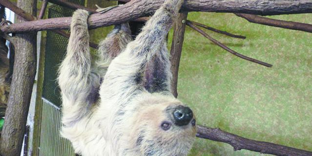 Рекорды. Рекорды.
