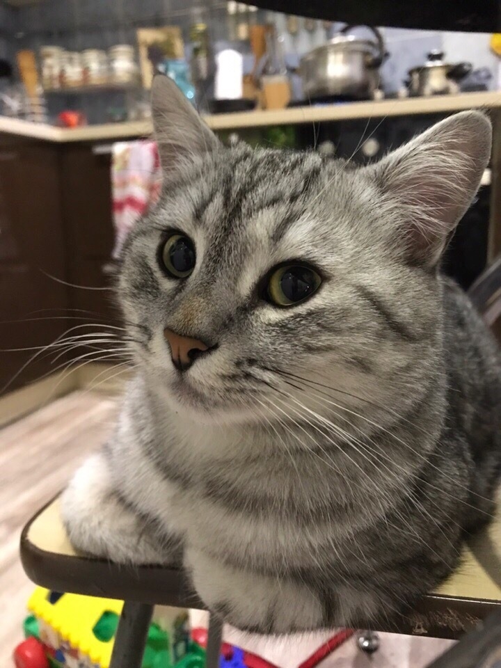 Кот Сёма дома, до того, как пропал. Фото предоставлено Татьяной, vk.com Кот Сёма дома, до того, как пропал. Фото предоставлено Татьяной, vk.com