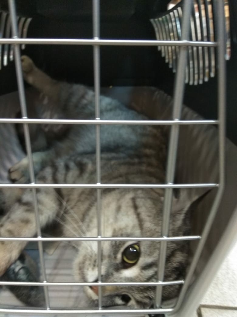 Кот Сёма в зоомагазине. Фото Подслушано | Елизаровская /vk.com/podslushano_elz, vk.com Кот Сёма в зоомагазине. Фото Подслушано | Елизаровская /vk.com/podslushano_elz, vk.com