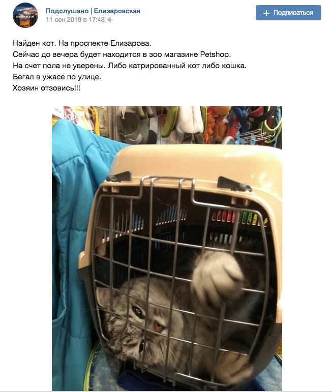 Кот Сёма в зоомагазине. Фото Подслушано | Елизаровская /vk.com/podslushano_elz, vk.com Кот Сёма в зоомагазине. Фото Подслушано | Елизаровская /vk.com/podslushano_elz, vk.com