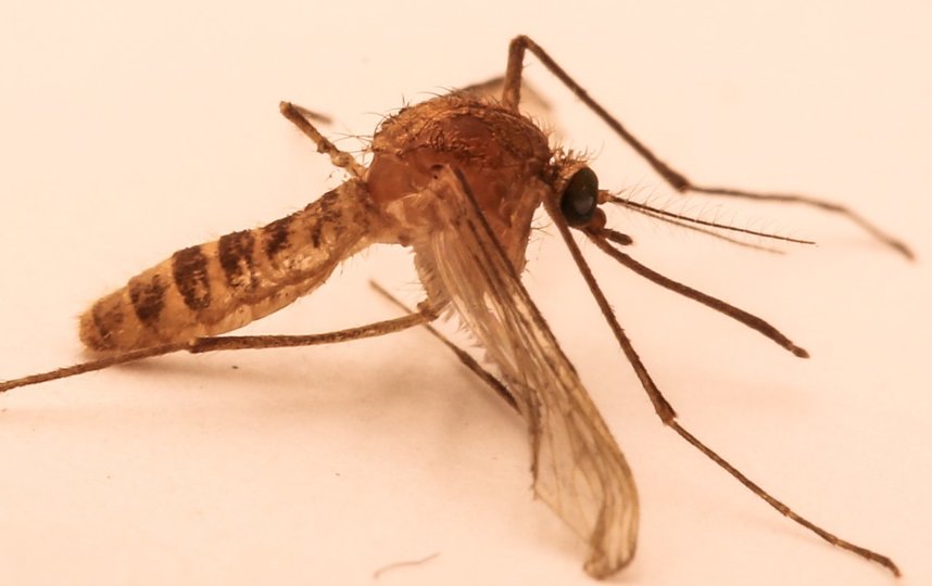 Подвальный комар имеет рыжеватый окрас. Фото wikipedia.org