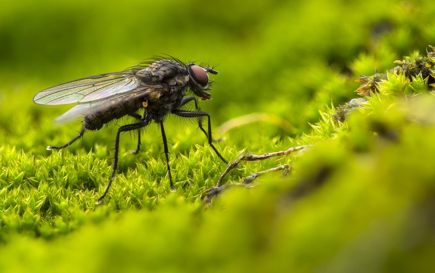 Москвичи посреди осени скупили средства от комаров и мух. Фото pixabay