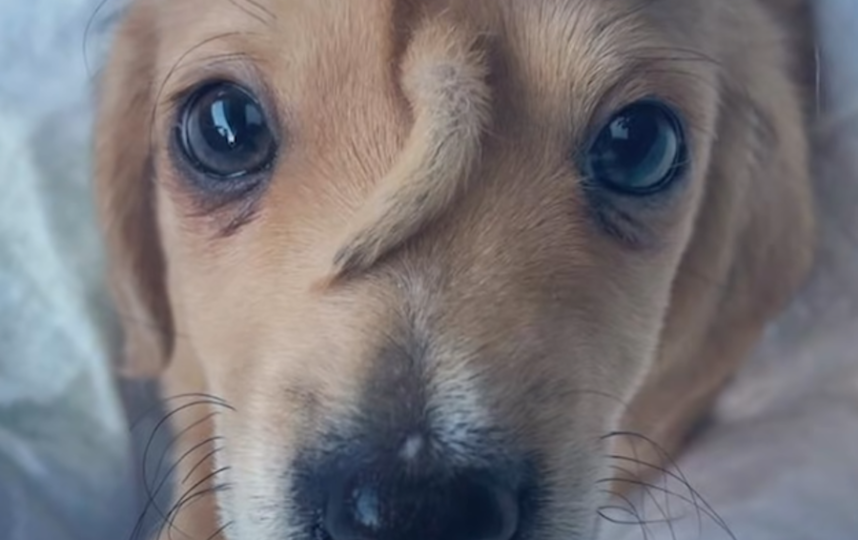 В США волонтёры спасли щенка с хвостом на лбу. Фото скриншот https://www.youtube.com/watch?v=RUv8EIyZgIE, Скриншот Youtube