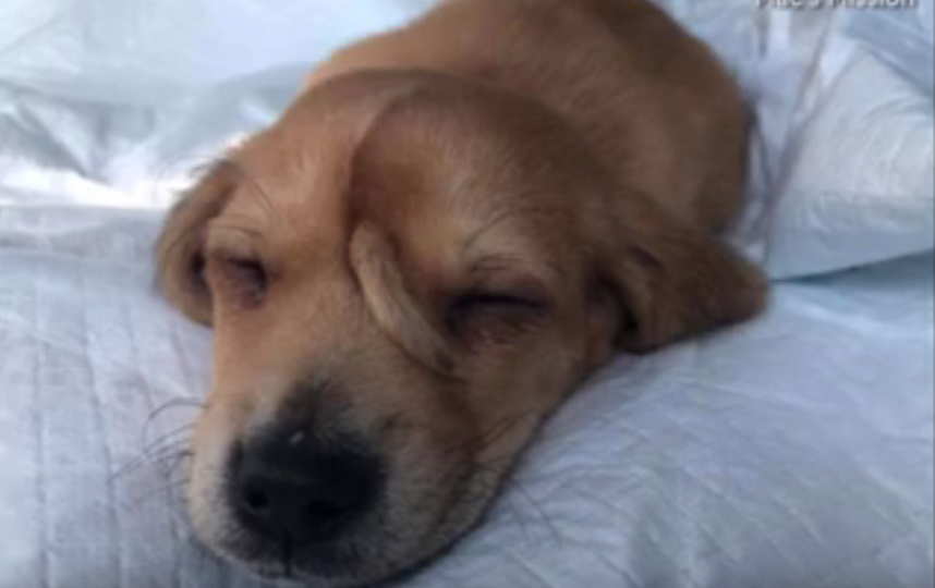 В США волонтёры спасли щенка с хвостом на лбу. Фото скриншот https://www.youtube.com/watch?v=2loLORh7tcQ, Скриншот Youtube