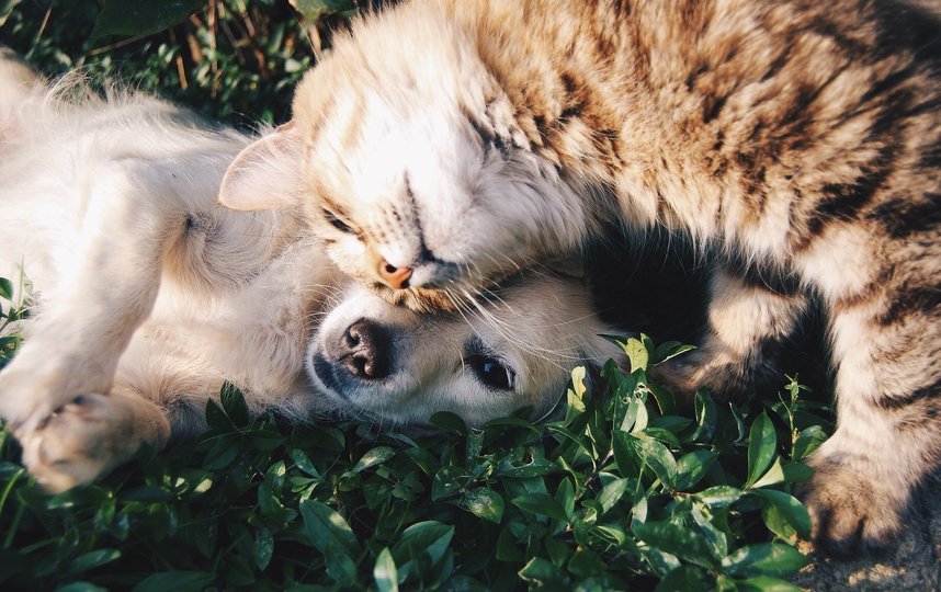 Нововведения фактически приравняют права кошек и собак к правам детей. Фото Pixabay