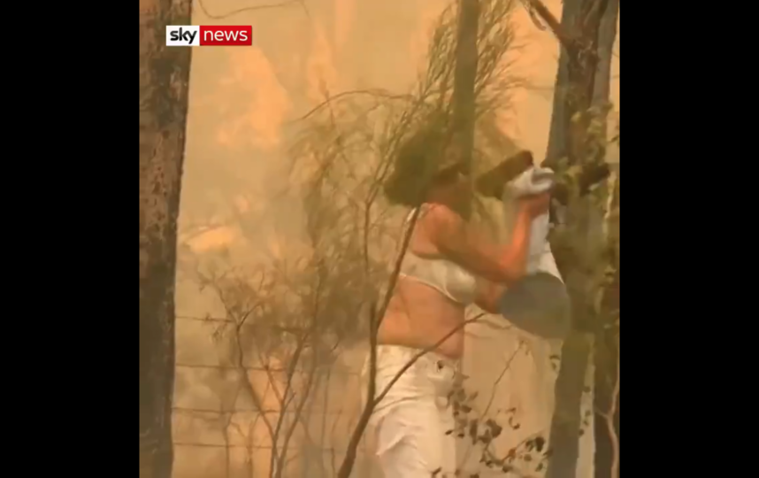 Коала спаслась, но всем помочь не удалось. Огонь бушует на востоке Австралии. Фото Скриншот Youtube
