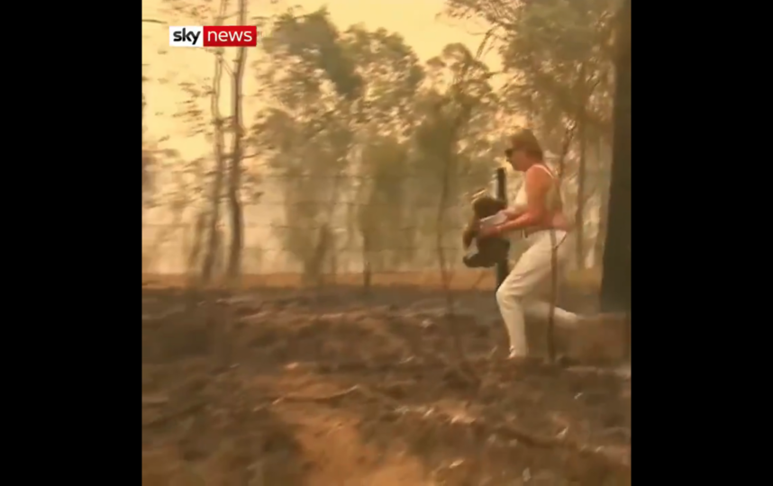 Коала спаслась, но всем помочь не удалось. Огонь бушует на востоке Австралии. Фото Скриншот Youtube