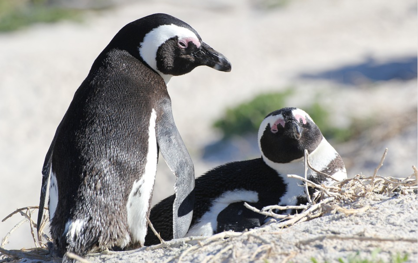 Гомосексуальные союзы встречаются у множества различных видов животных, включая пингвинов. Фото pixabay.com