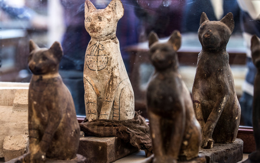 Власти Египта представили экспозицию мумифицированных животных, найденных в некрополе Саккара. Фото AFP