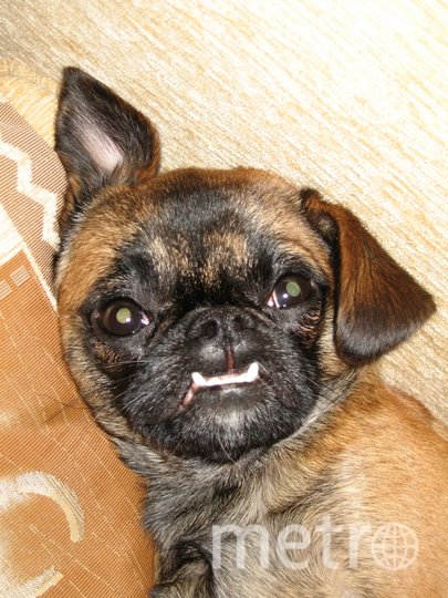 Орион, гриффон Пти-брабансон. Наш любимый красавчик, очень послушный и умный, дружелюбный Орик. Он только с виду "собака Баскервилей"! Фото "Metro"
