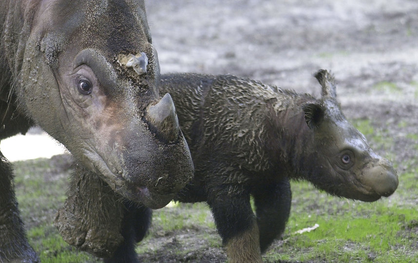 Суматранский носорог. Архивное фото. Фото Getty