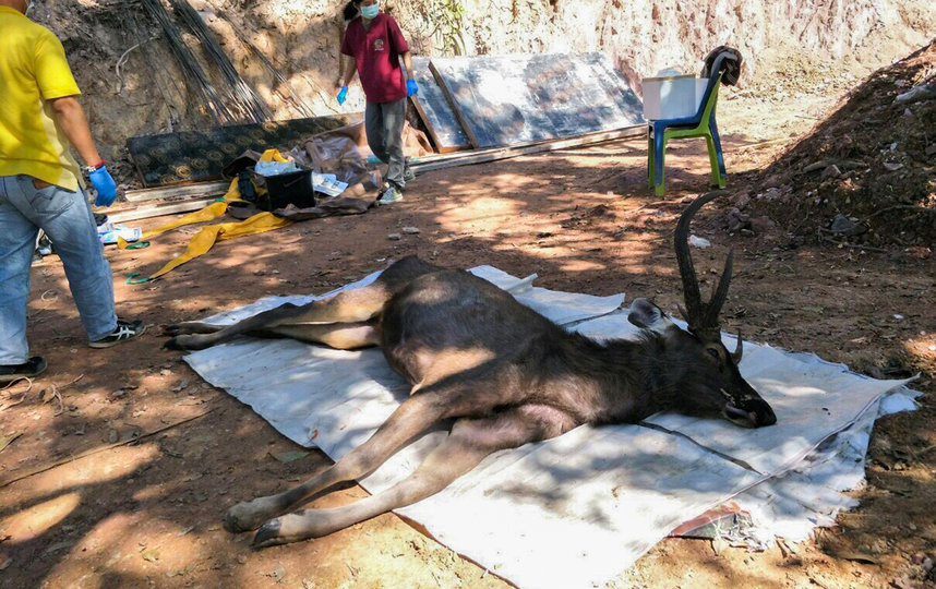 В национальном парке Кхун Сатан на севере Таиланда найден мёртвый олень, в желудке которого обнаружили 7 кг мусора. Фото AFP
