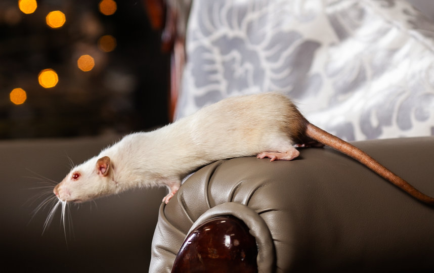 Крыса. Фото Анна Чехарина