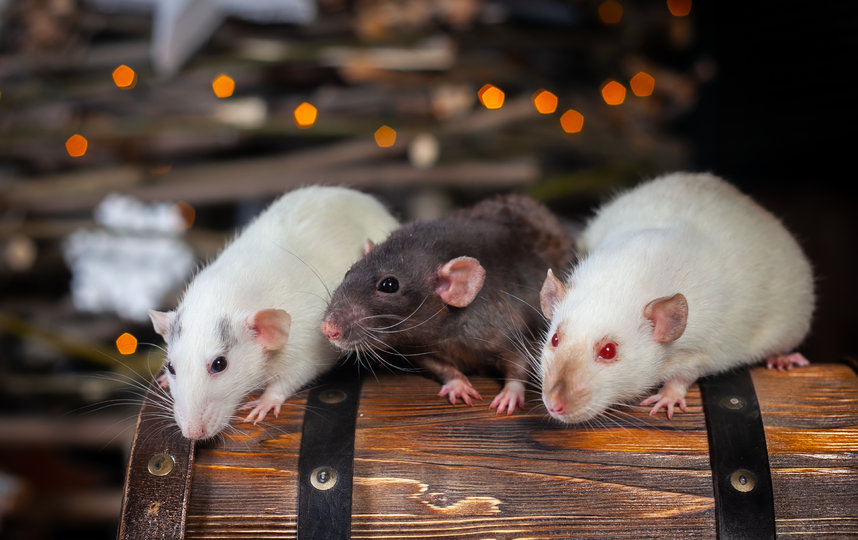 Крысы. Фото Анна Чехарина