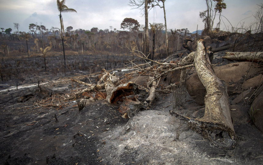  Лесные пожары в Бразилии достигли рекордных масштабов. Фото AFP