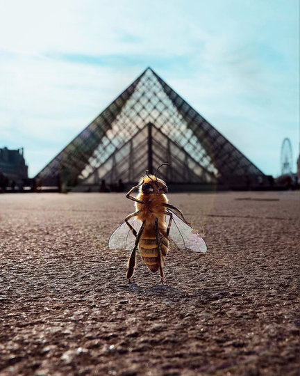 В Сети появился первый в мире инфлюенсер-пчела. Фото скриншот @ bee_nfluencer 