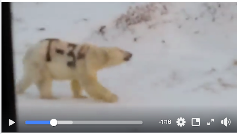 Сибирский бурый медведь. Дальневосточный бурый медведь. Медведь т. Белый медведь с надписью т-34 на боку. Апеннинский бурый медведь.