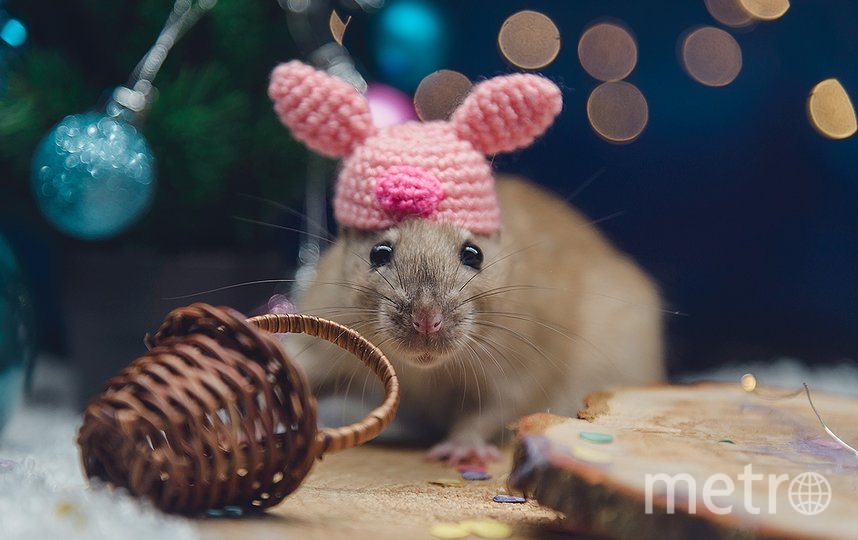 Крысоводы считают, что крыса в шапке способна растопить любое серце. Фото Светлана Пажильцева / vk.com/lankaphoto, "Metro"