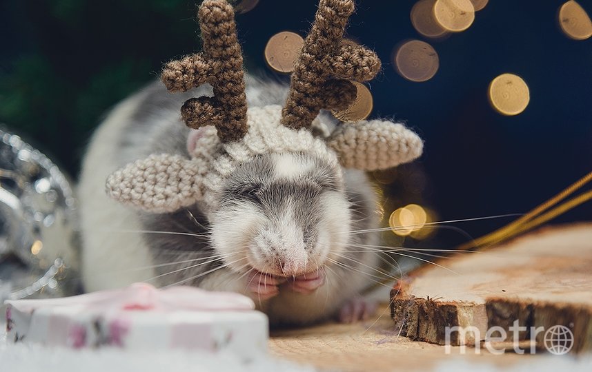 Крысоводы считают, что крыса в шапке способна растопить любое серце. Фото Светлана Пажильцева / vk.com/lankaphoto, "Metro"