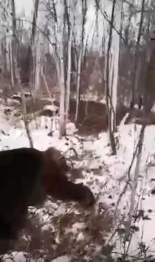 Медведь, погубивший Радиона. Фото Скриншот видео Youtube/Кам24/watch?v=gFqyRSDg9IU&feature=youtu.be