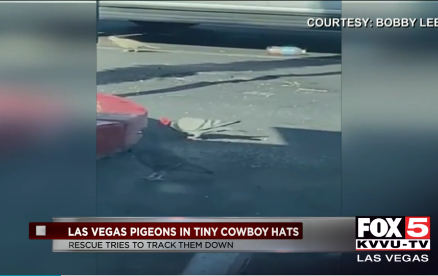 Голуби в шляпах взбудоражили Лас-Вегас. Фото соцсети, "Metro"