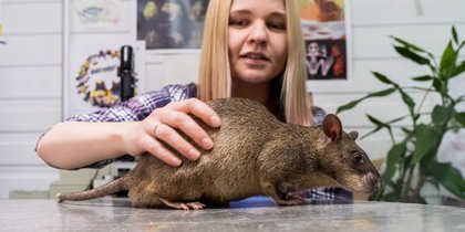 Редкий вид: гигантские крысы гамби живут в Ленобласти