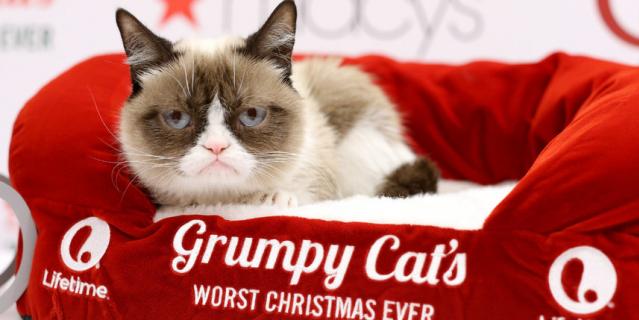 Сердитая кошка (Grumpy Cat). Сердитая кошка (Grumpy Cat).