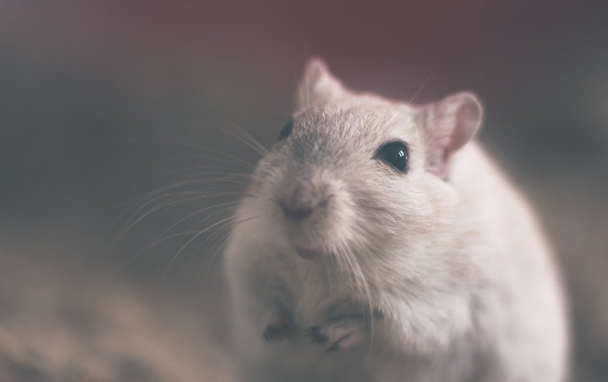 Год крысы начнётся 25 января. Фото pixabay.com