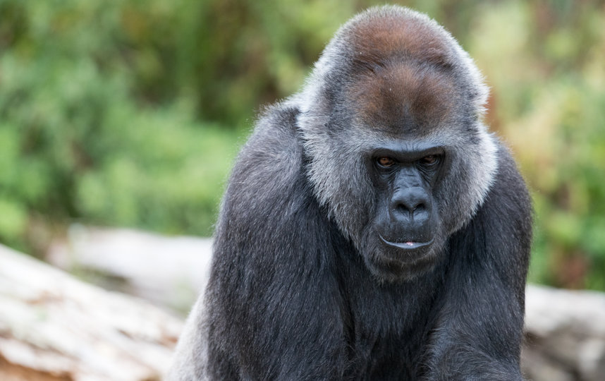 В США врачи удалили катаракту горилле. Архивное фото. Фото Getty