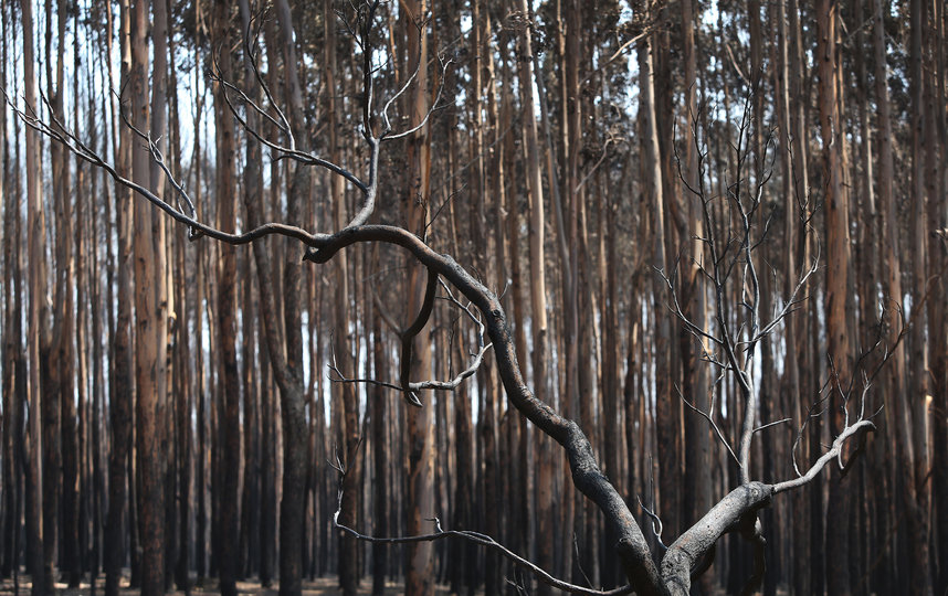 В Австралии продолжается борьба с масштабными пожарами. Фото Getty