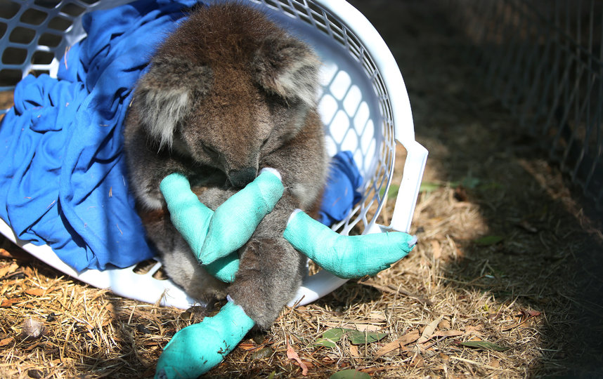 В результате лесных пожаров на острове Кенгуру погибло около 25 тысяч коал . Фото Getty