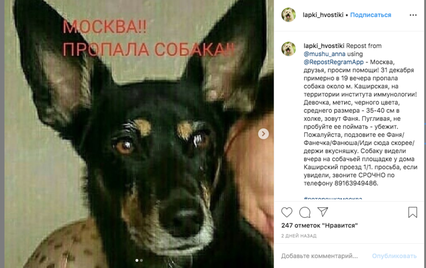 В районе станции метро «Каширская» пропала собака по кличке Фаня. Телефон хозяина 8(916)394-94 -86. Фото скриншот объявления в Сети @lapki_hvostiki