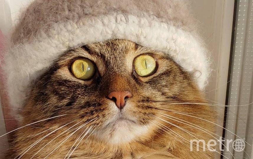 Наш кот Пуша очень любит шляпы, шапки, платки и даже венки из цветов. У него есть в инстаграме своя страница, где он демонстрирует свое умение носить головные уборы. Алиса Васильевская. Фото "Metro"