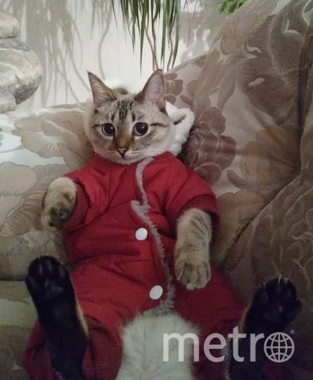 День одевания домашних животных: как петербуржцы наряжают кошек и собак – фото
