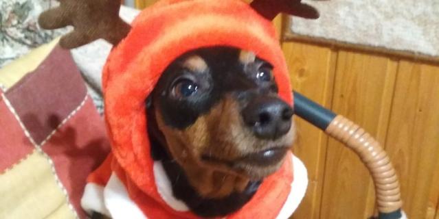 Боня на Новый Год со всей ответственностью справлялась с ролью оленя! Боня на Новый Год со всей ответственностью справлялась с ролью оленя!