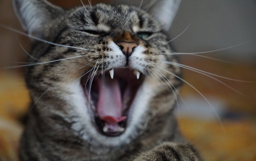 Гримаса кота, архивное фото. Фото pixabay
