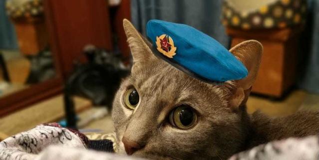 Если бы кот Кекс умел летать, он бы полетел! Бесстрашный покоритель вершин. Если бы кот Кекс умел летать, он бы полетел! Бесстрашный покоритель вершин.