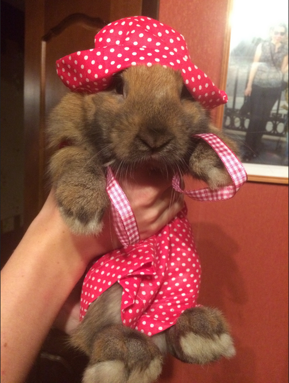 "Модный" кролик Шуля, 3 года. Фото Марина, "Metro"