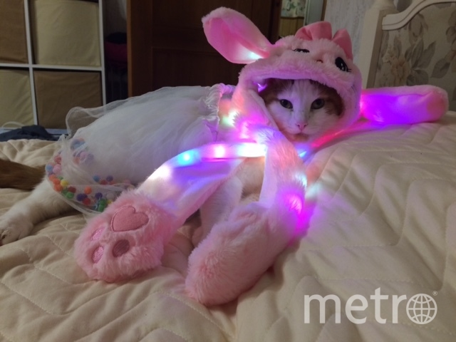 Экстравагантный кот Рыжик. Фото Наталия, "Metro"