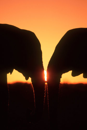 В преддверии 14 февраля показываем самые очаровательные “парочки”, которые можно встретить в дикой природе. Слоны. Фото Мартин Харви / WWF