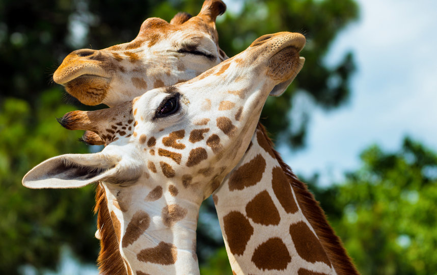 В преддверии 14 февраля показываем самые очаровательные “парочки”, которые можно встретить в дикой природе. Жирафы Ротшильда. Фото Роб Хайнер / WWF-Швеция
