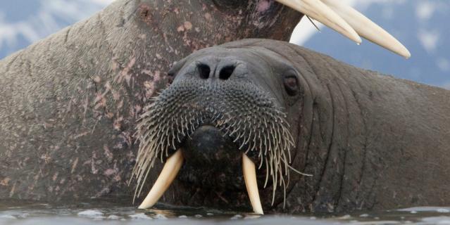 Моржи. Моржи.