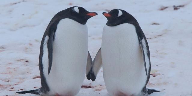 Пингвины.