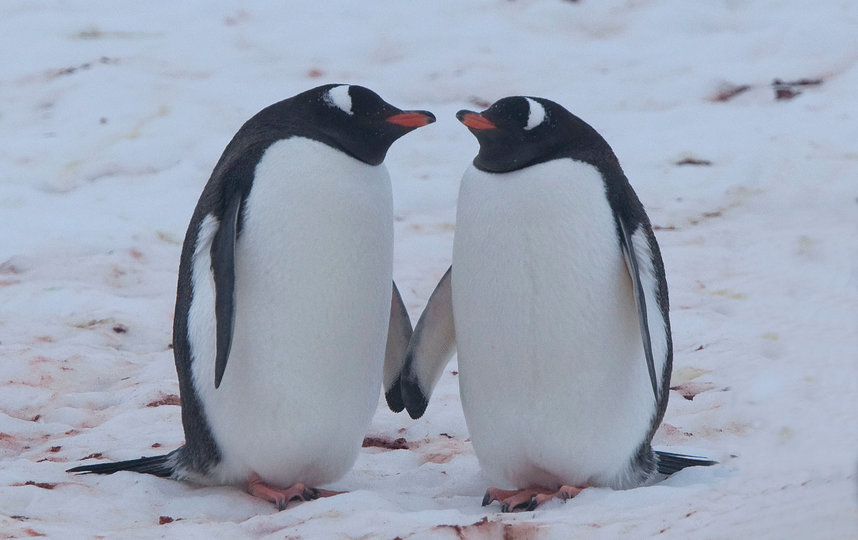 В преддверии 14 февраля показываем самые очаровательные “парочки”, которые можно встретить в дикой природе. Пингвины. Фото Вим ван Пассель / WWF