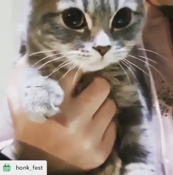 Тот самый кот, который ест черемшу. Фото скриншот https://www.instagram.com/p/B8bYCI2HP5c/