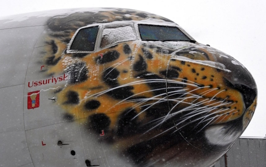 Дальневосточного леопарда по кличке Эльбрус доставили в Москву. Фото РИА Новости