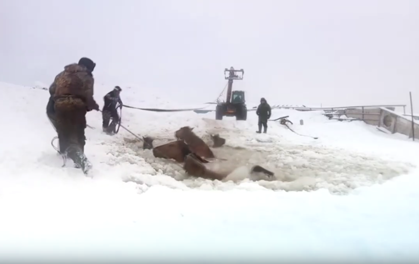 Лошади провалились под лёд. Фото скриншот: youtube.com/watch?v=F0bu5M6HM1g