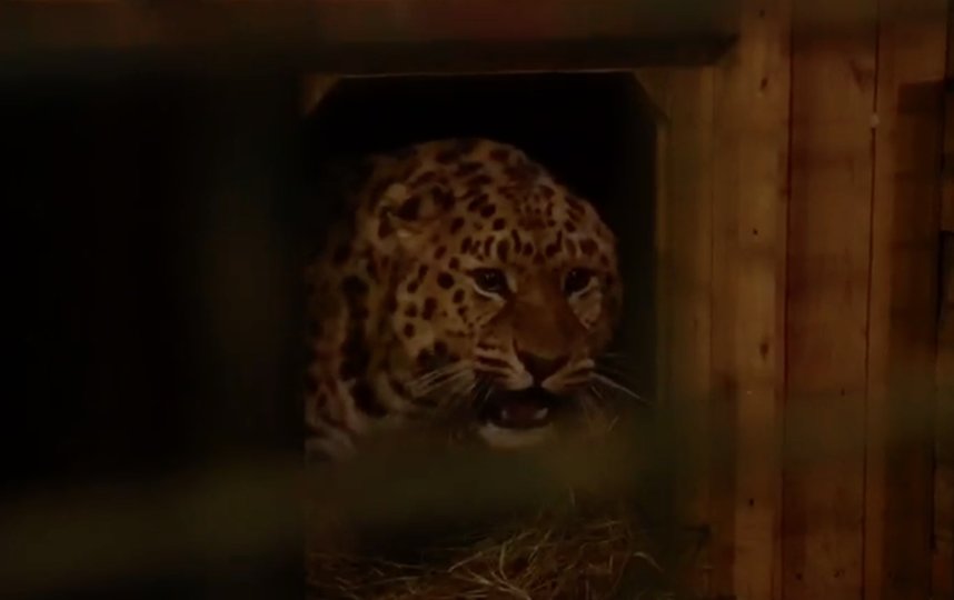 Дальневосточный леопард Эльбрус. Фото пресс-служба Московского зоопарка / скриншот видео